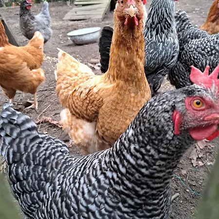 Hof Schwericke Апартаменты *