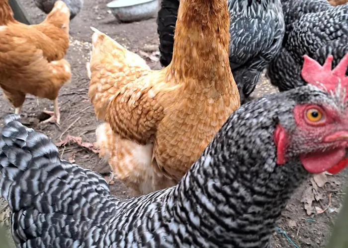 Hof Schwericke Apartamento *